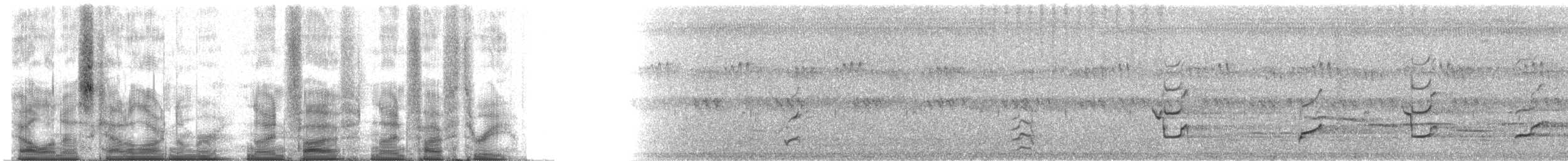 Rabenpapagei - ML95953