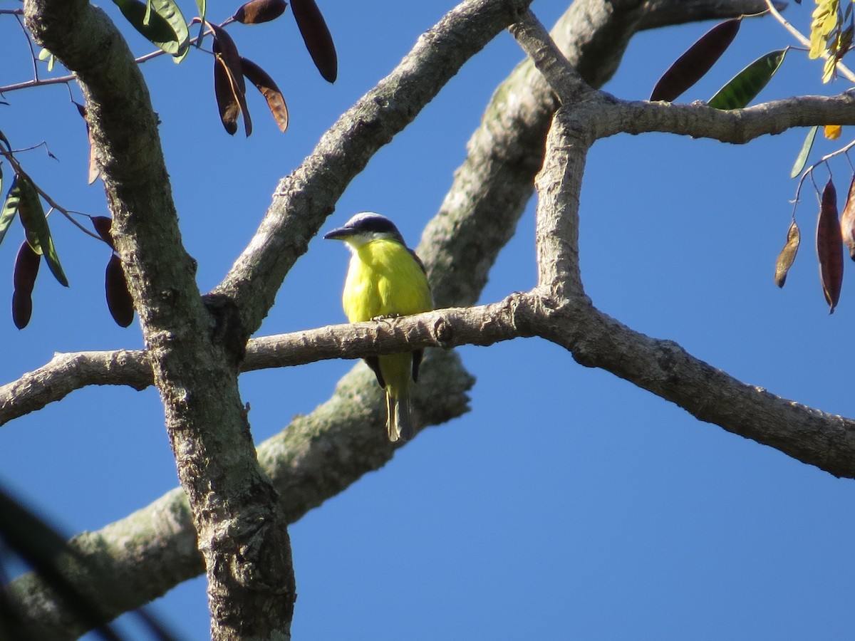 Great Kiskadee - ML95954841