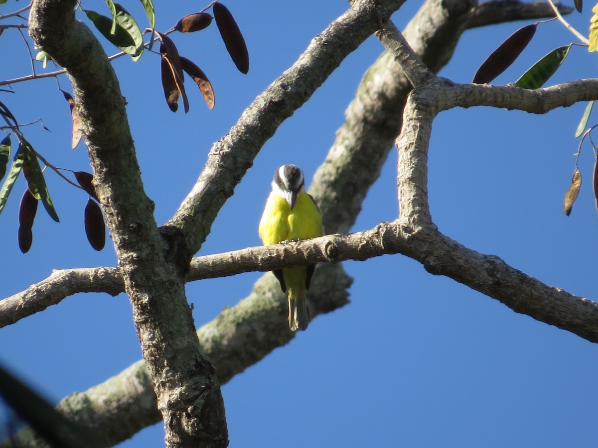 Great Kiskadee - ML95954861