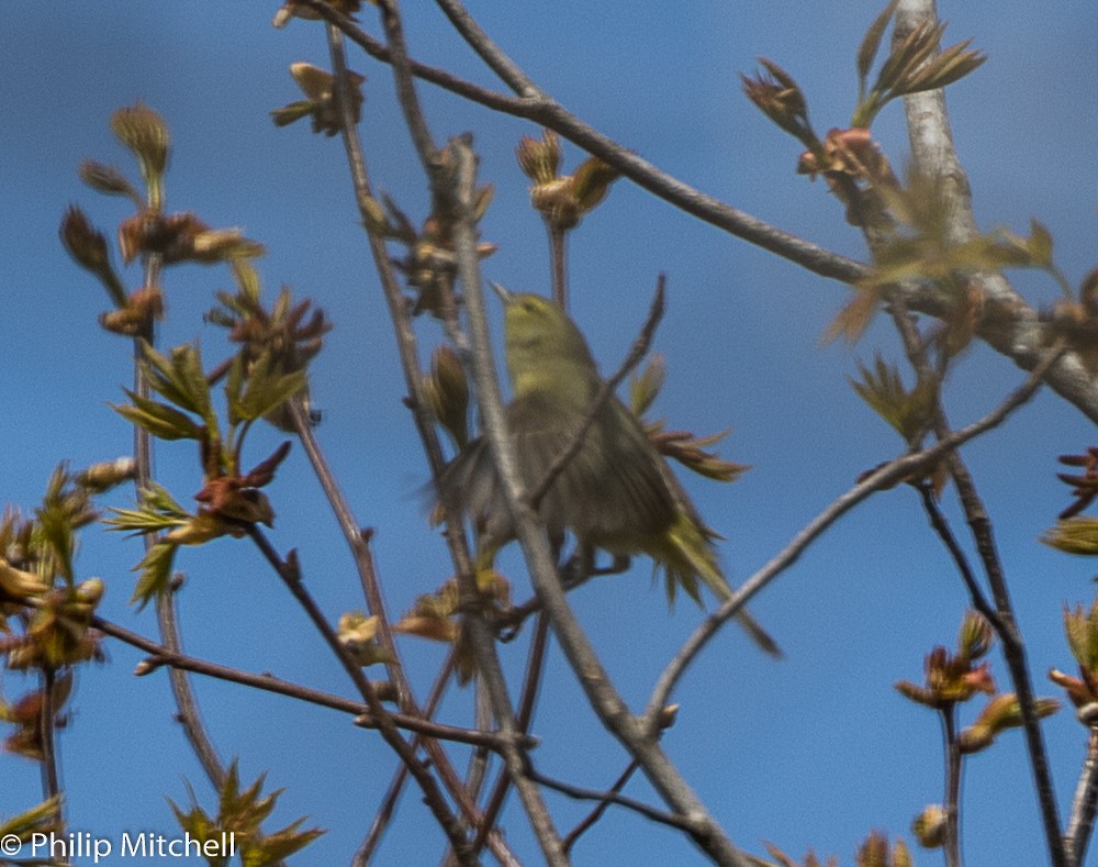 Orange-crowned Warbler - ML95956341