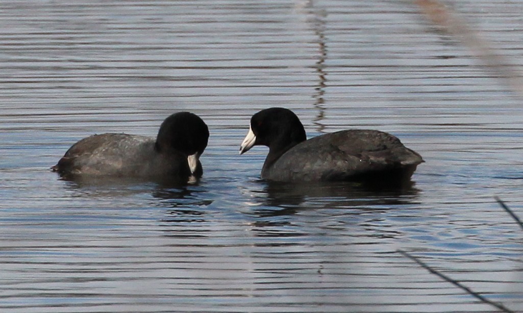 אגמית אמריקנית - ML95956421