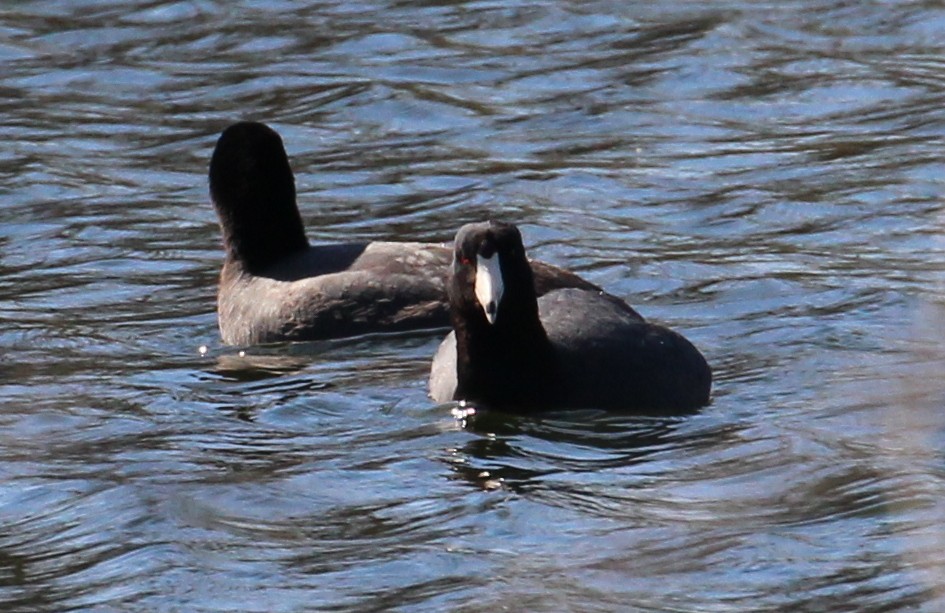 אגמית אמריקנית - ML95956441