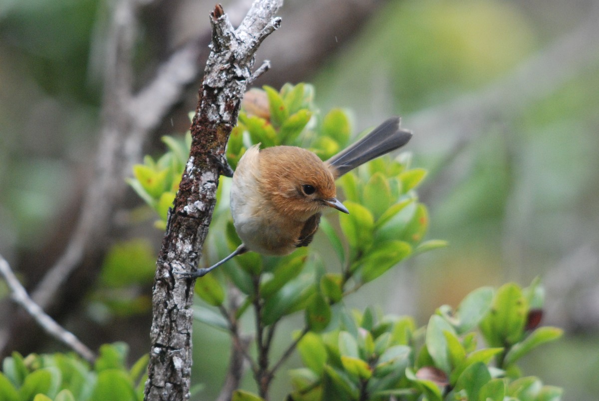 Kauai Elepaio - Daniel Lebbin