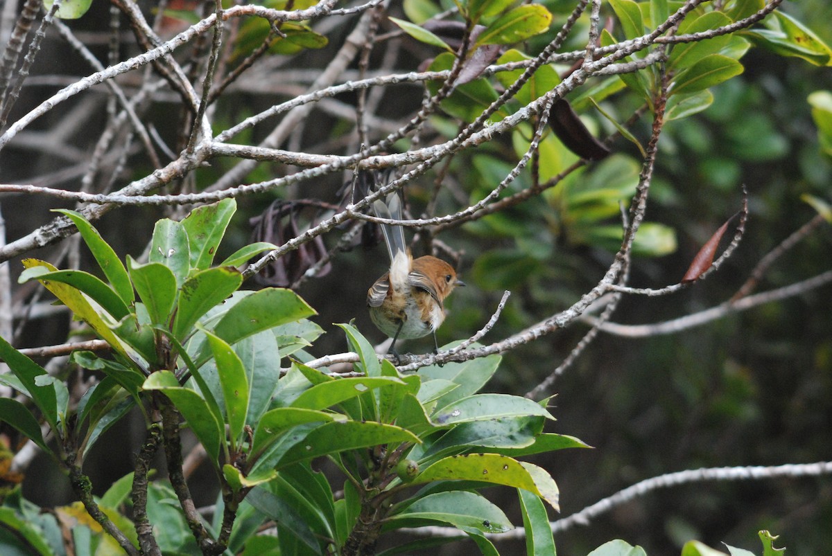 Kauai Elepaio - Daniel Lebbin
