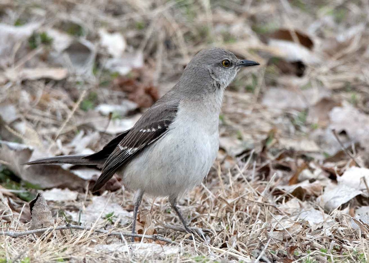 Northern Mockingbird - Ken Shuster