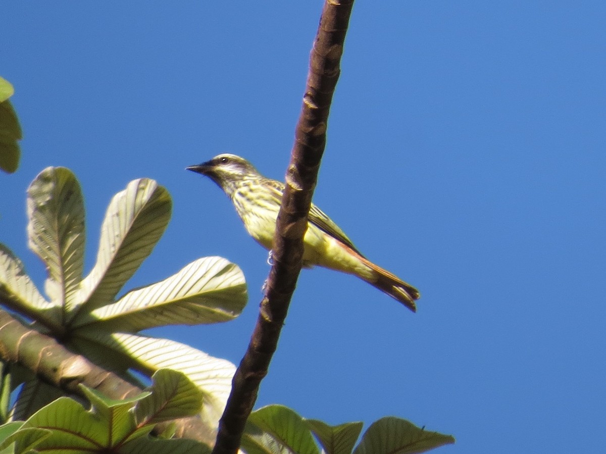 Sulphur-bellied Flycatcher - ML95960331