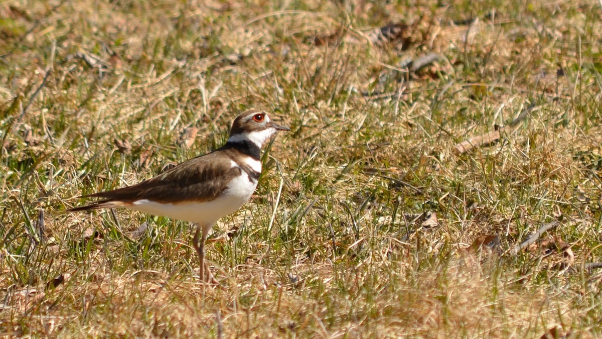 Killdeer - ML95961661