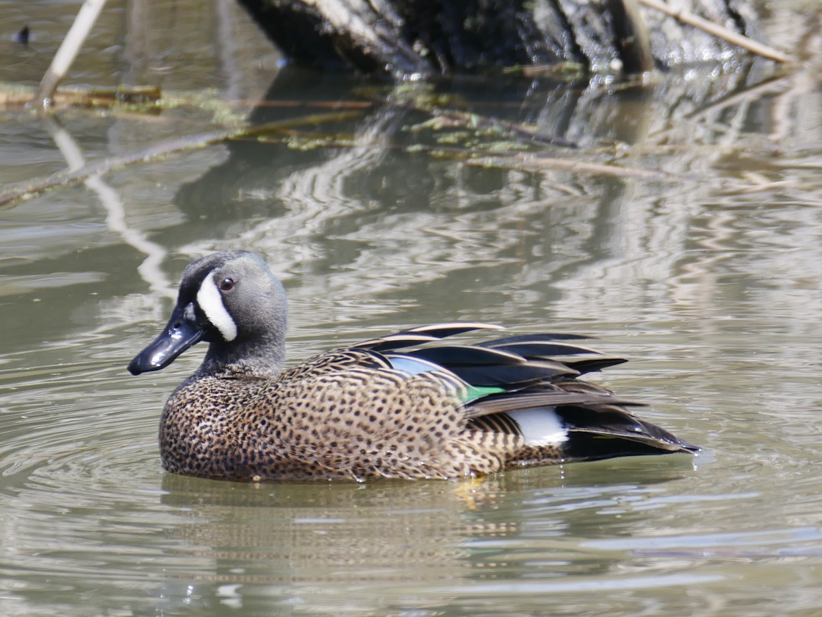 Blue-winged Teal - ML95966801