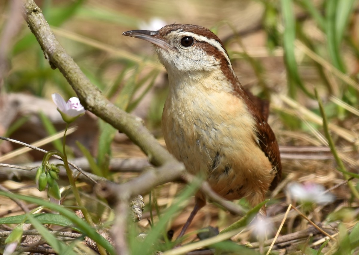 Carolina Wren - ML95968711