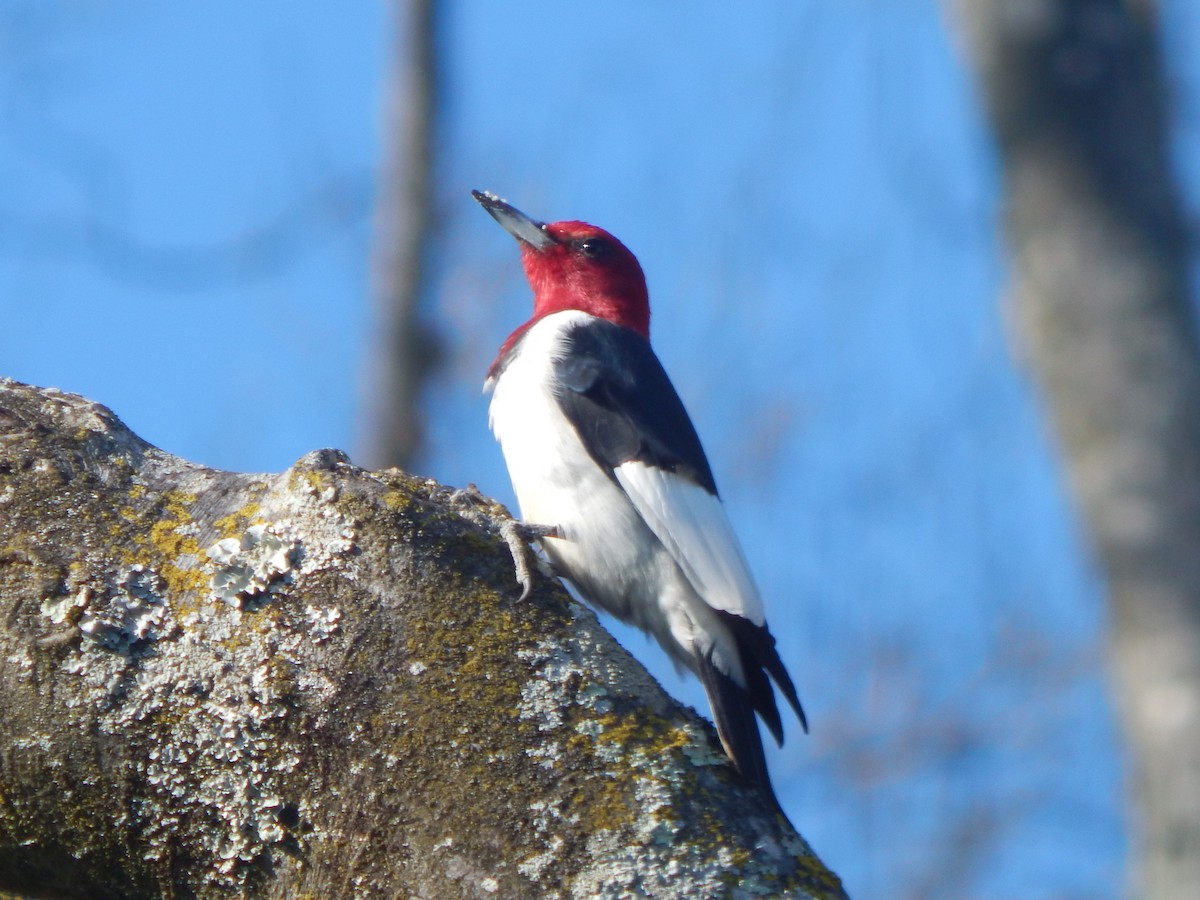 Red-headed Woodpecker - ML95968781