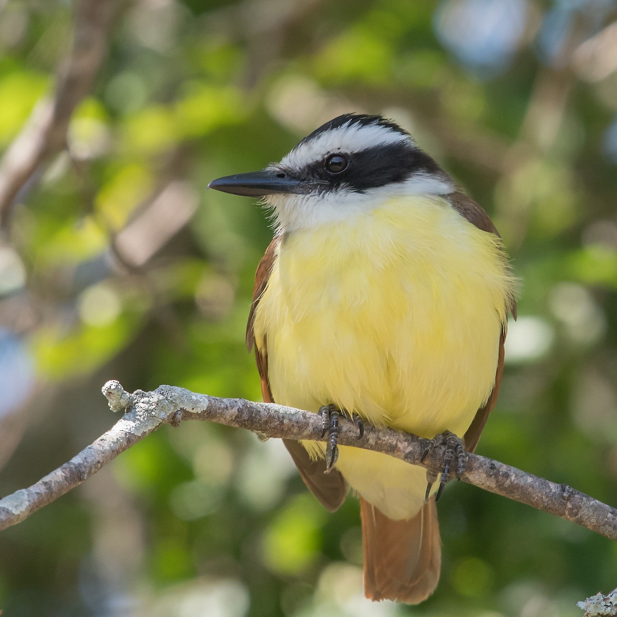 Great Kiskadee - Mike Stewart