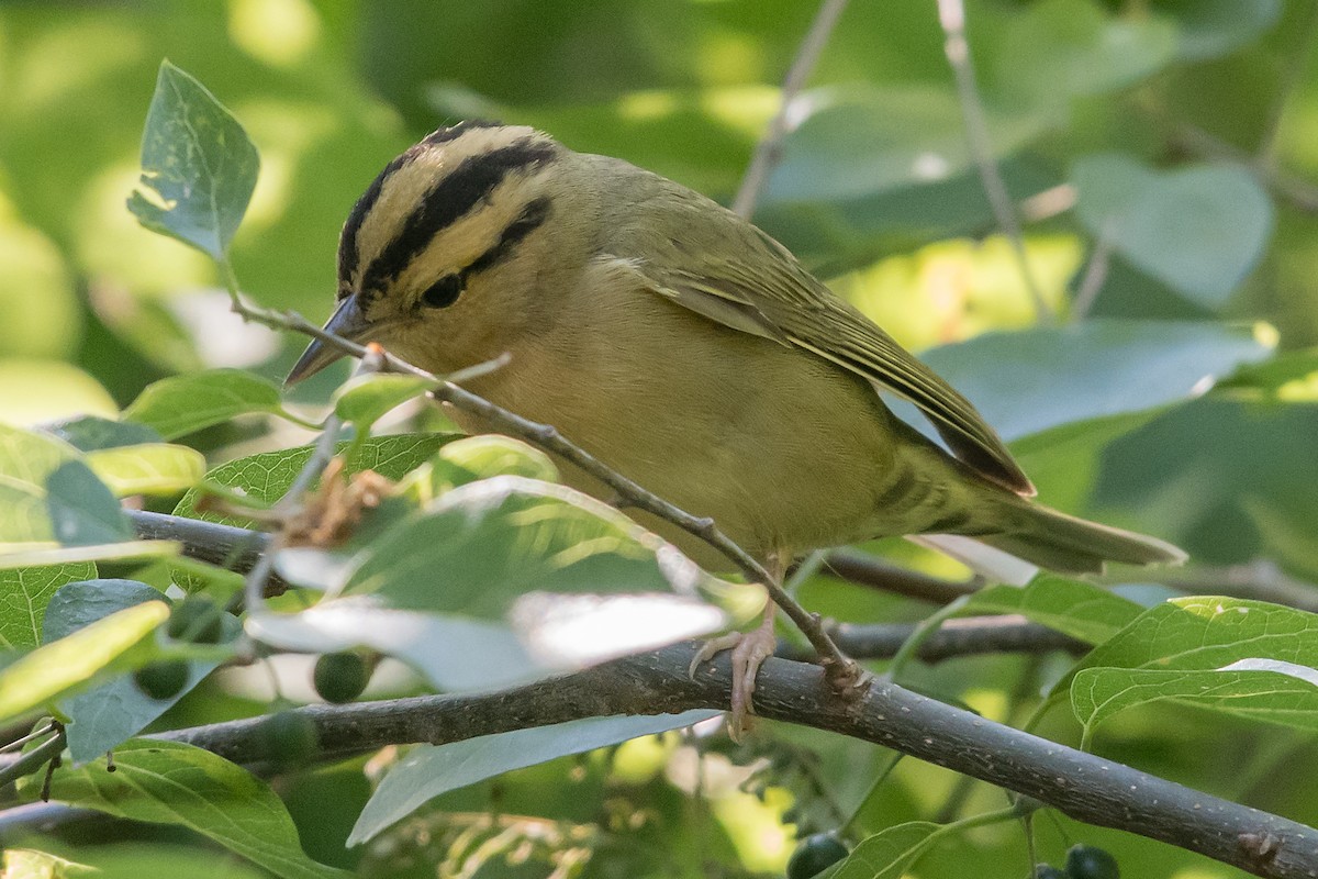 Worm-eating Warbler - Mike Stewart