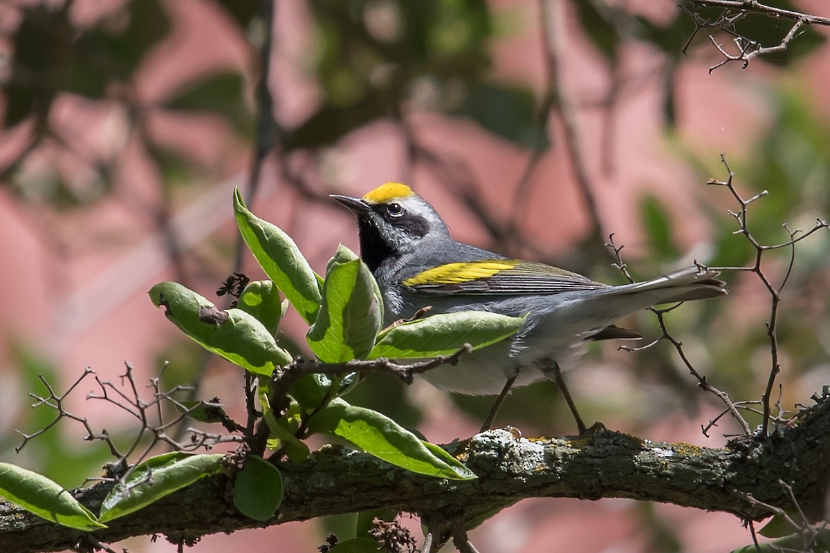 Golden-winged Warbler - ML95969261