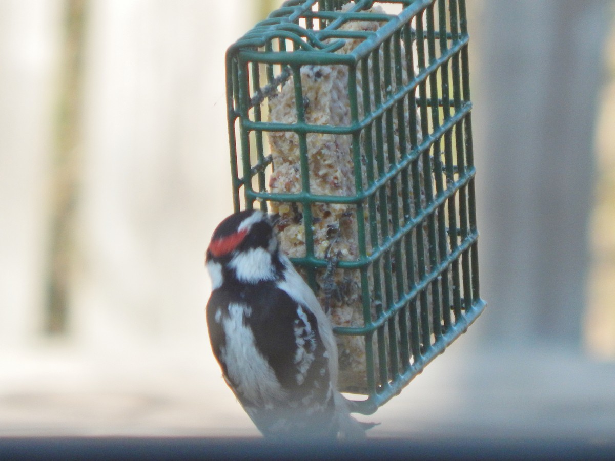 Downy Woodpecker - ML95969311