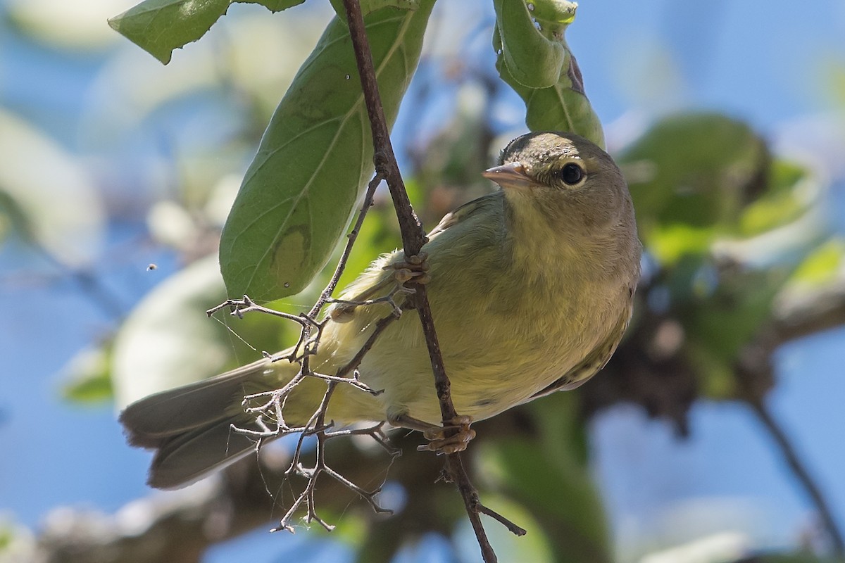 Orange-crowned Warbler - ML95969341