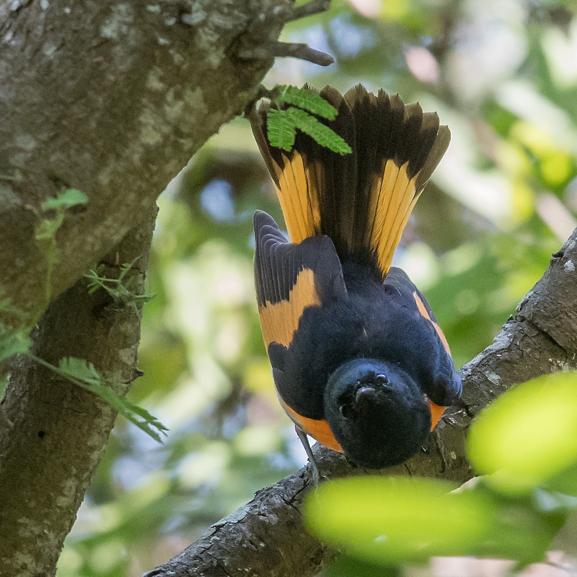 American Redstart - ML95969431