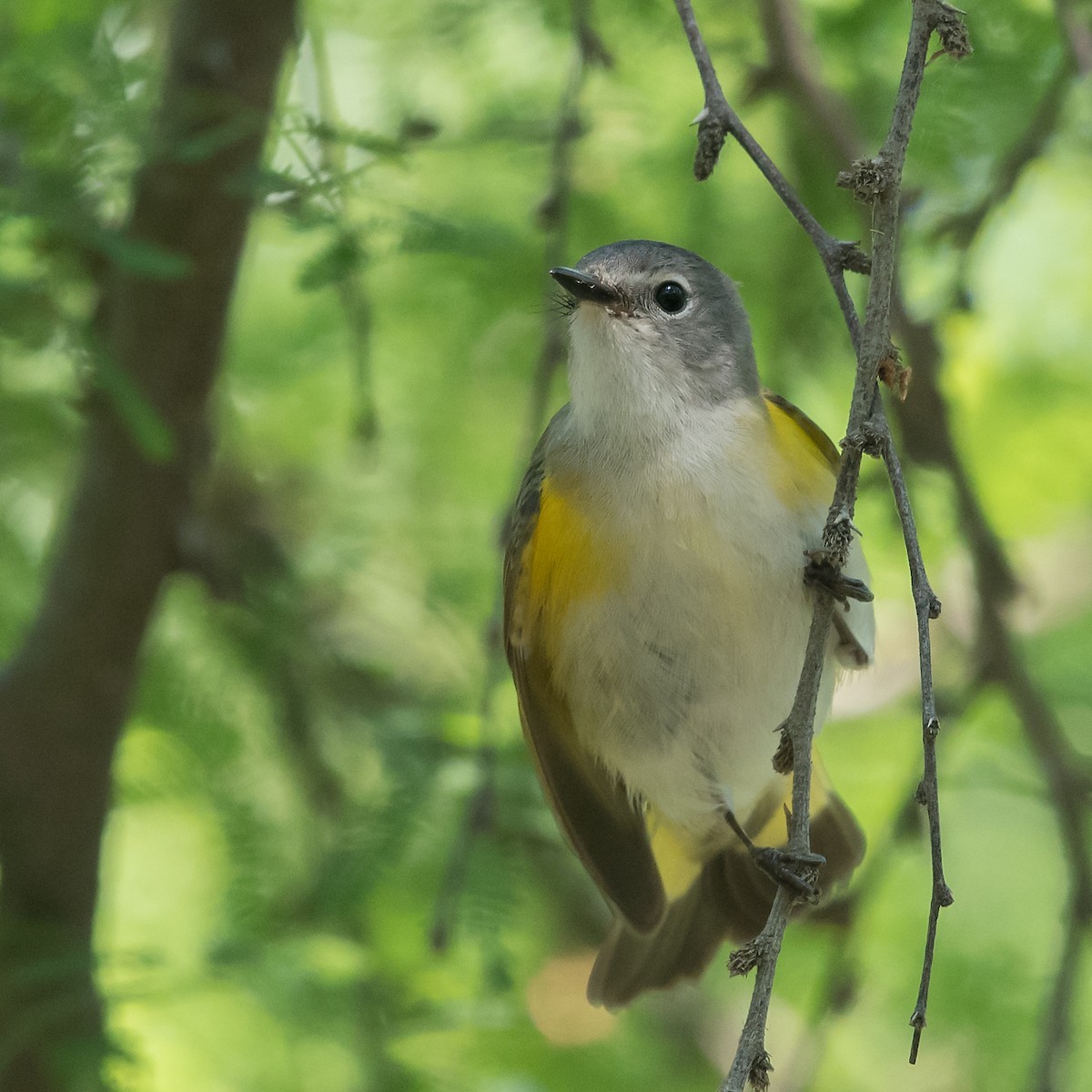 American Redstart - ML95969451