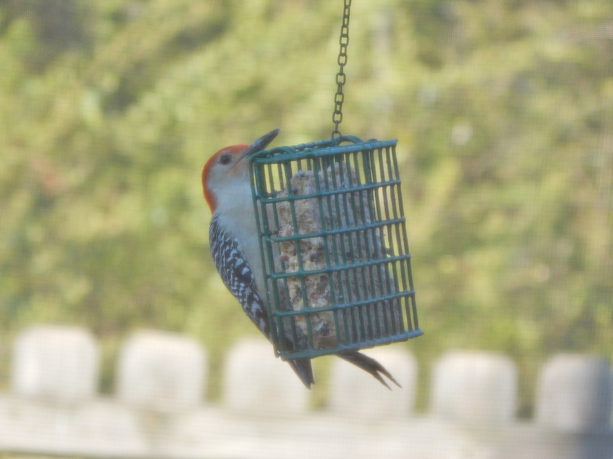 Red-bellied Woodpecker - ML95969651