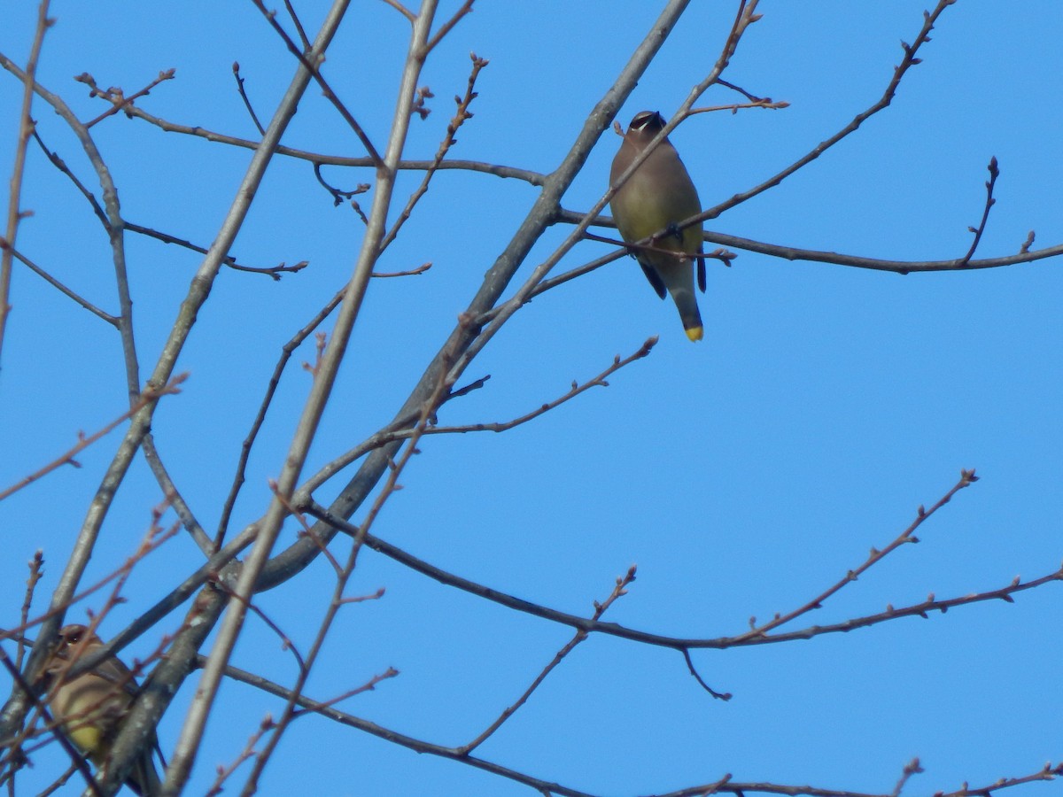 Cedar Waxwing - ML95969911