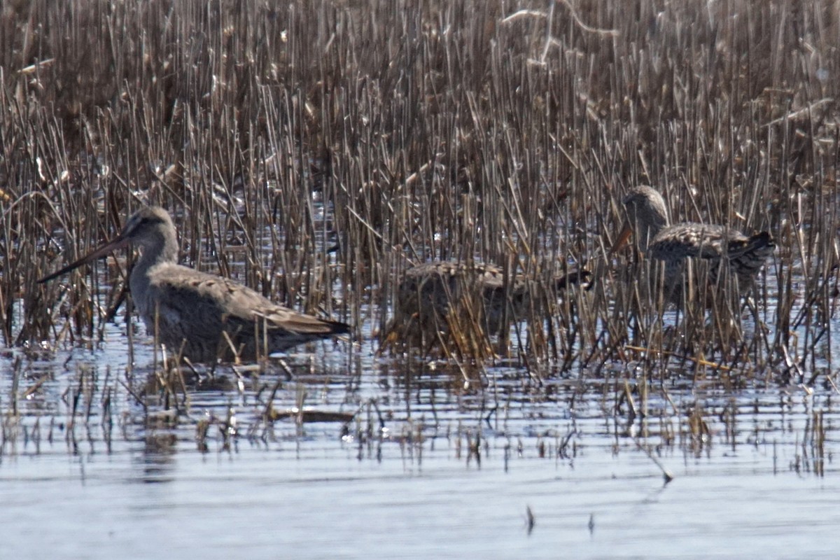 Hudsonian Godwit - ML95970231