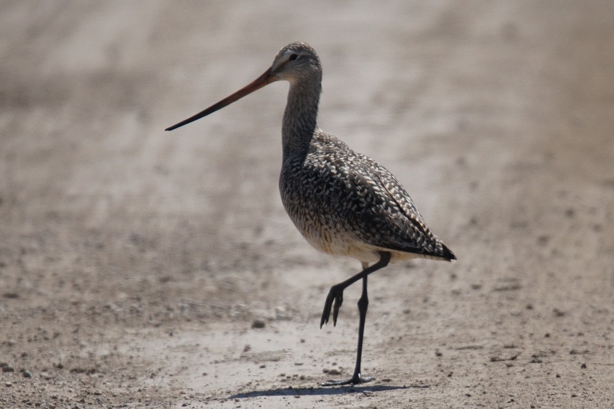 Marbled Godwit - ML95970301
