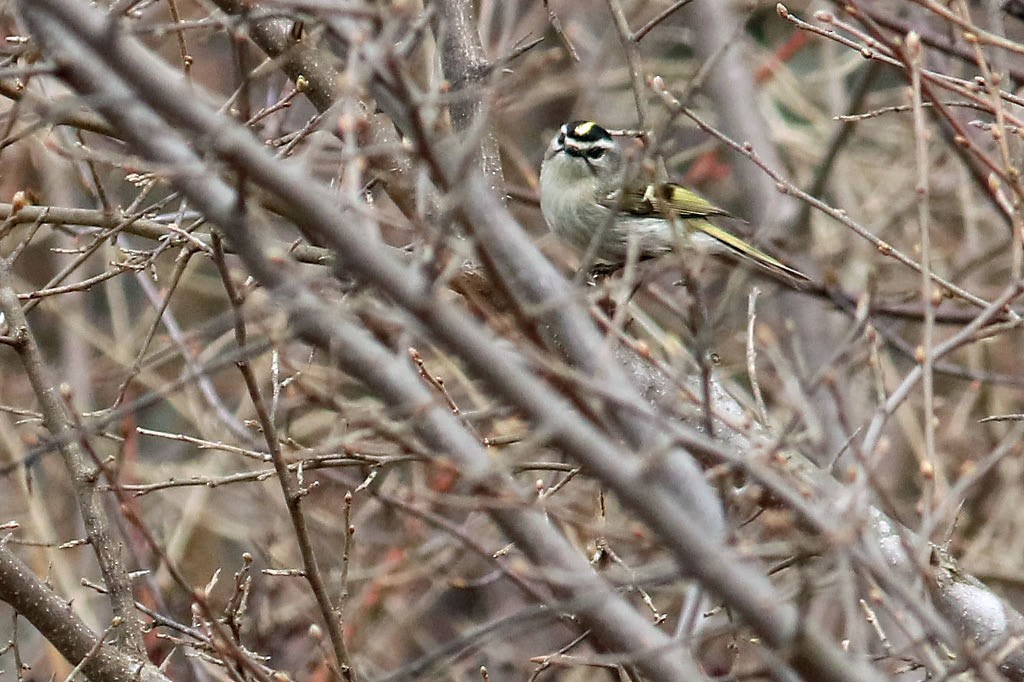 Golden-crowned Kinglet - BirdClass 2019