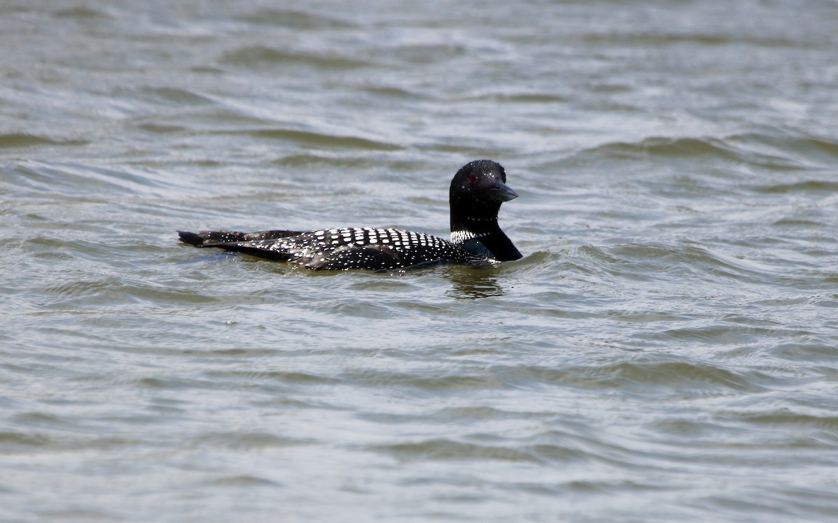 Plongeon huard - ML95970921