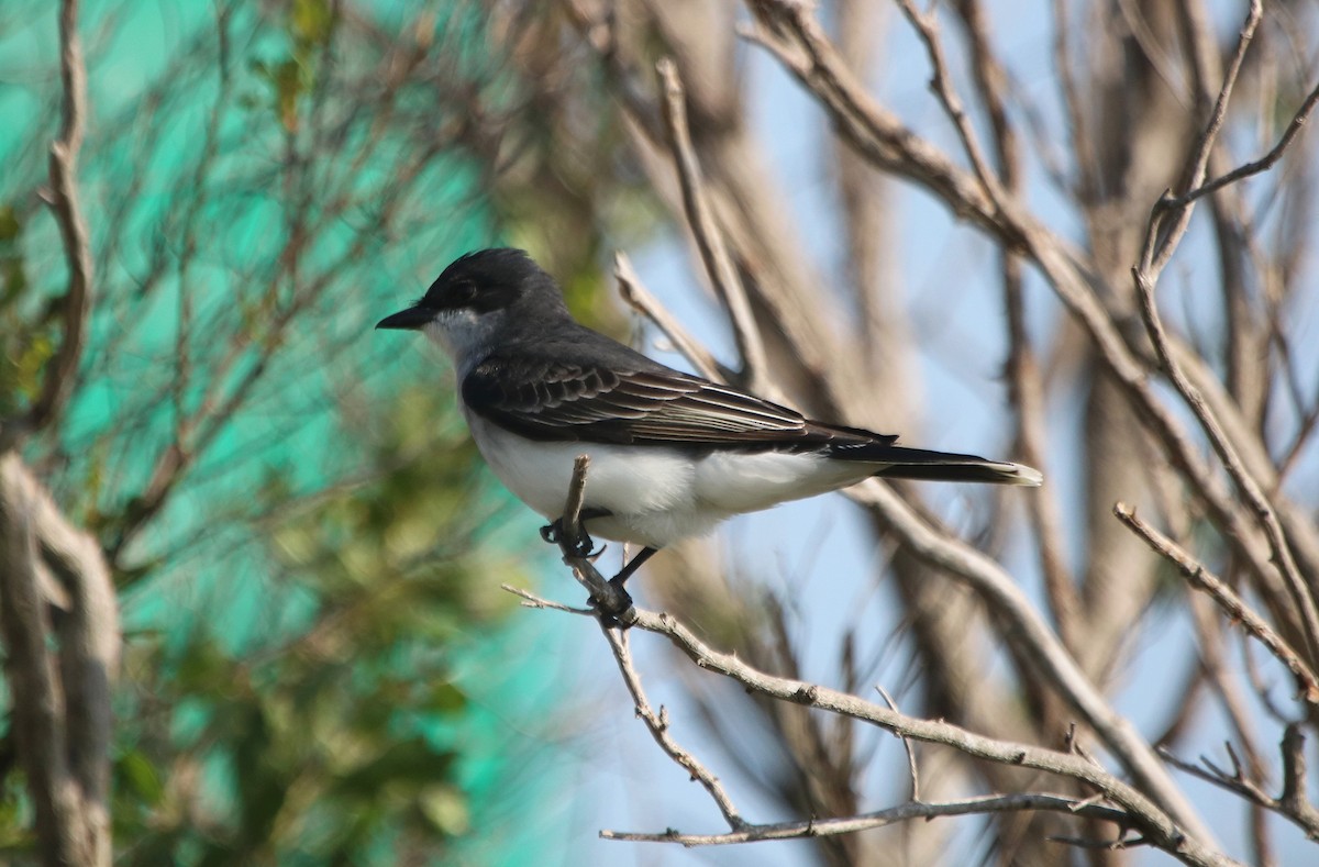 Eastern Kingbird - ML95971621