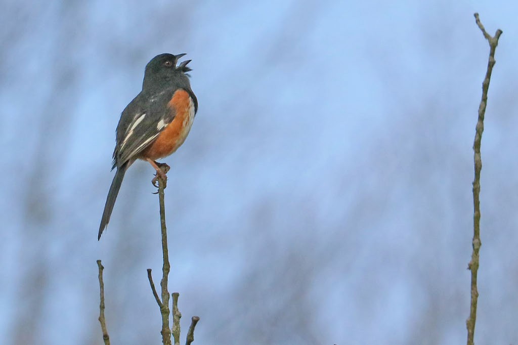 Eastern Towhee - ML95971701