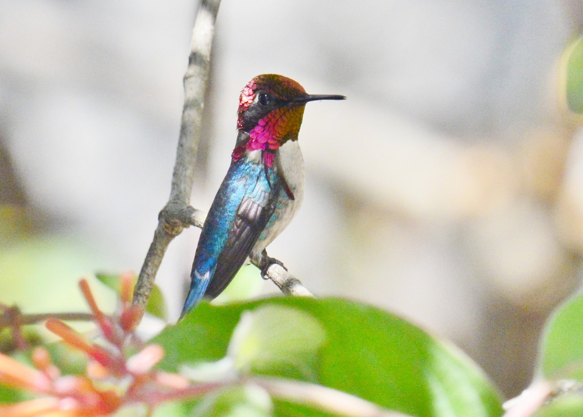 Bee Hummingbird - John & Linda Prentice/Gindler