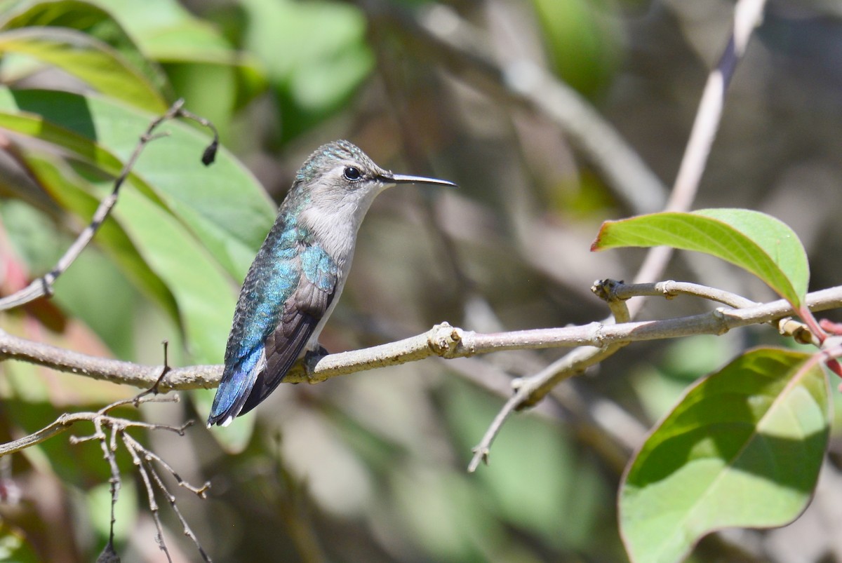 Bee Hummingbird - John & Linda Prentice/Gindler