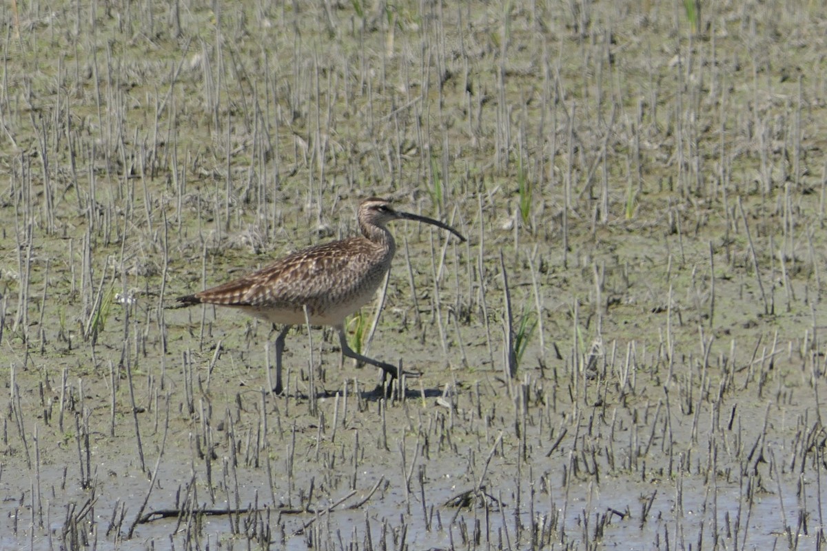 Whimbrel - ML95972241