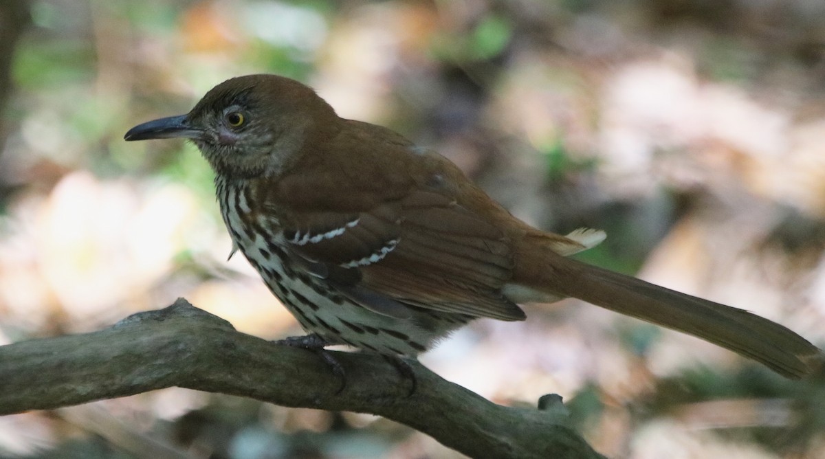 Brown Thrasher - ML95972481