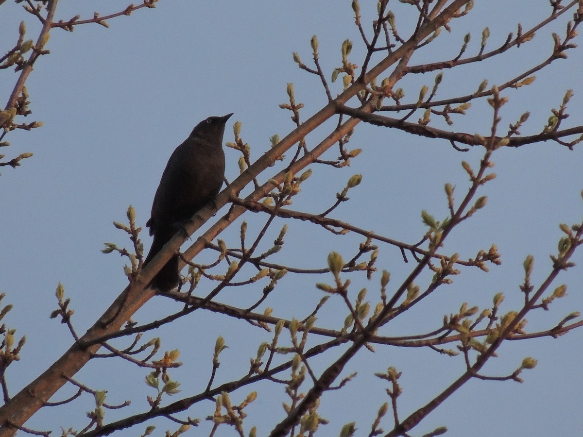 Rusty Blackbird - ML95973341