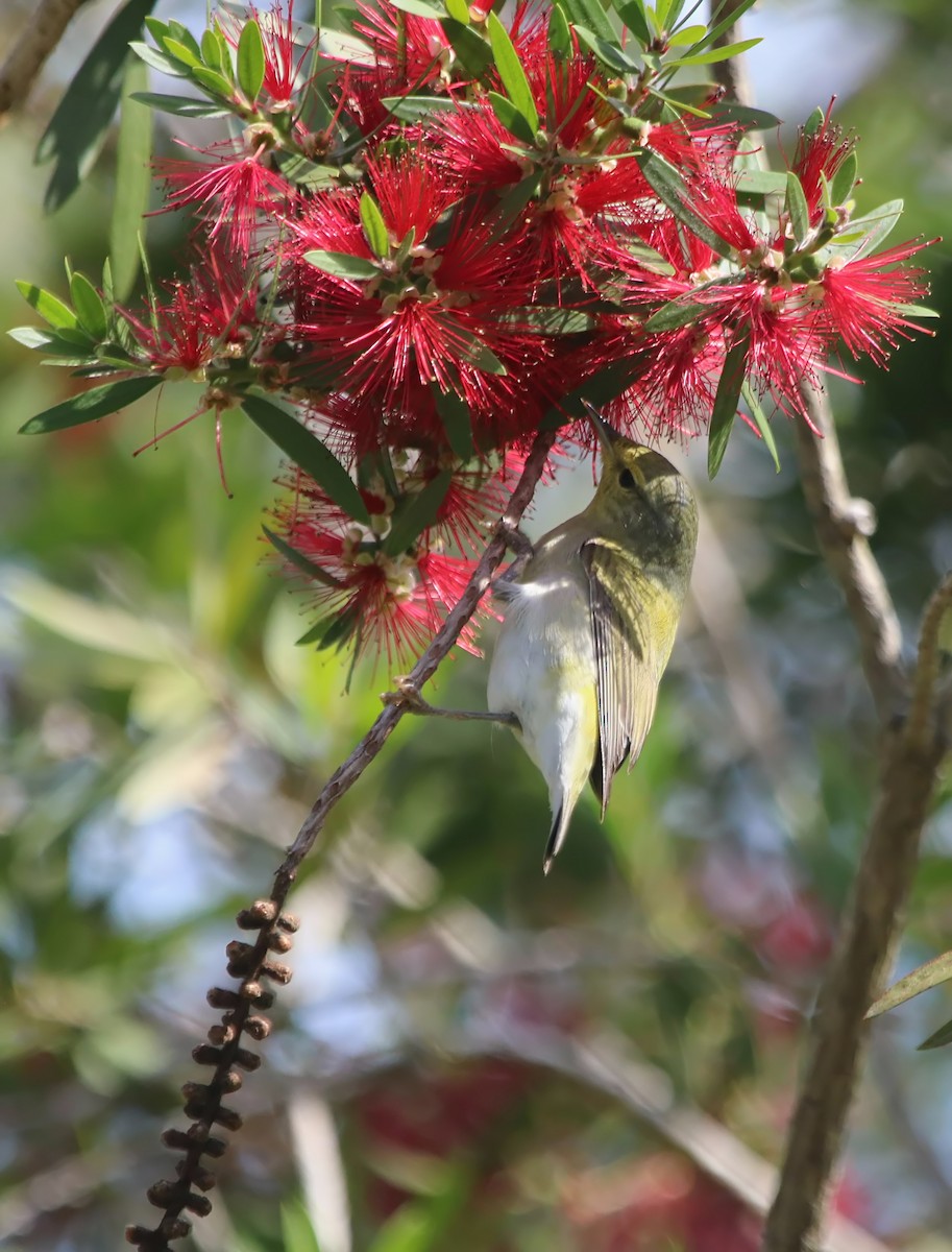 Tennessee Warbler - ML95974001