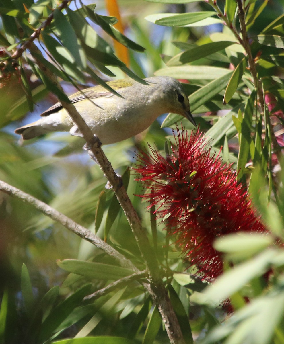 Tennessee Warbler - ML95974031