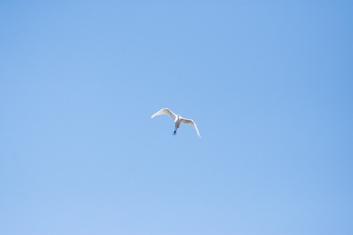 Great Egret - ML95974041