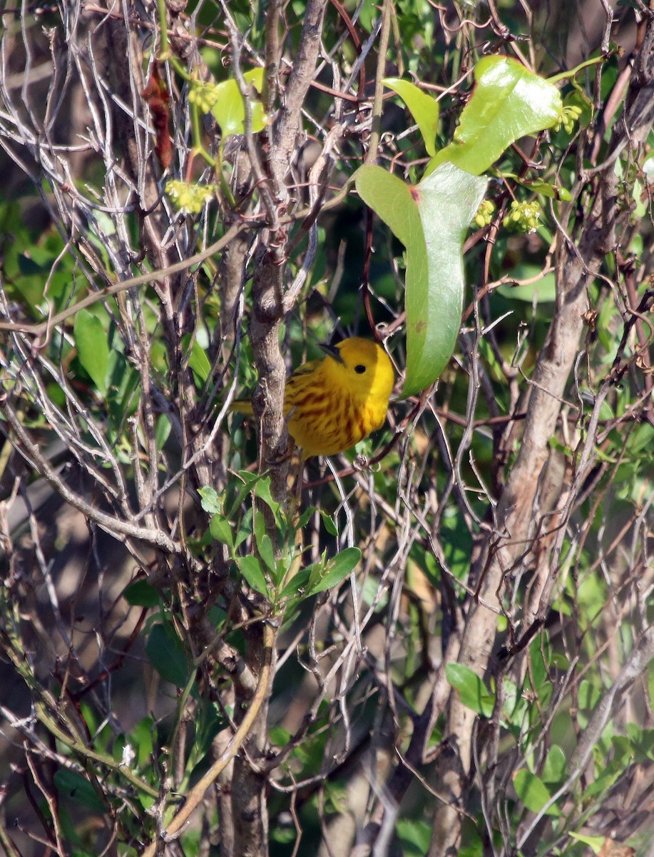 Yellow Warbler - ML95974831