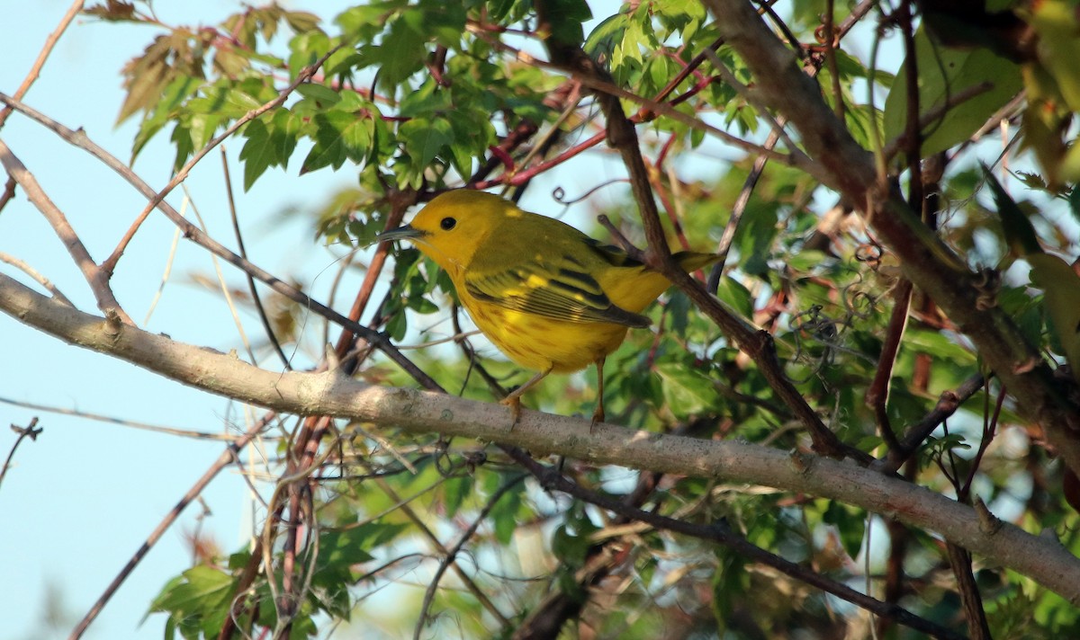 Paruline jaune - ML95974871