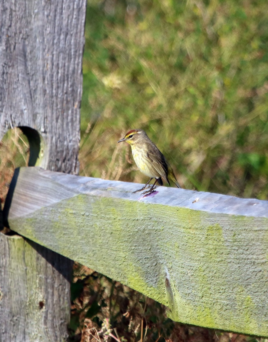 Palm Warbler - ML95975031