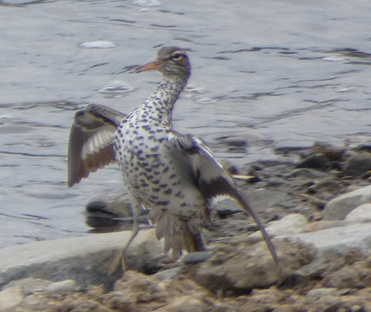 Spotted Sandpiper - ML95975221