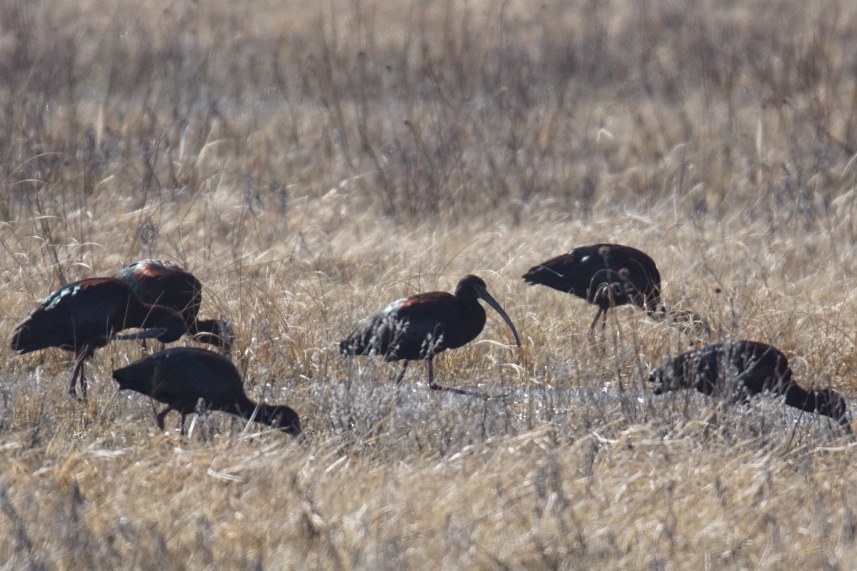 White-faced Ibis - ML95975281