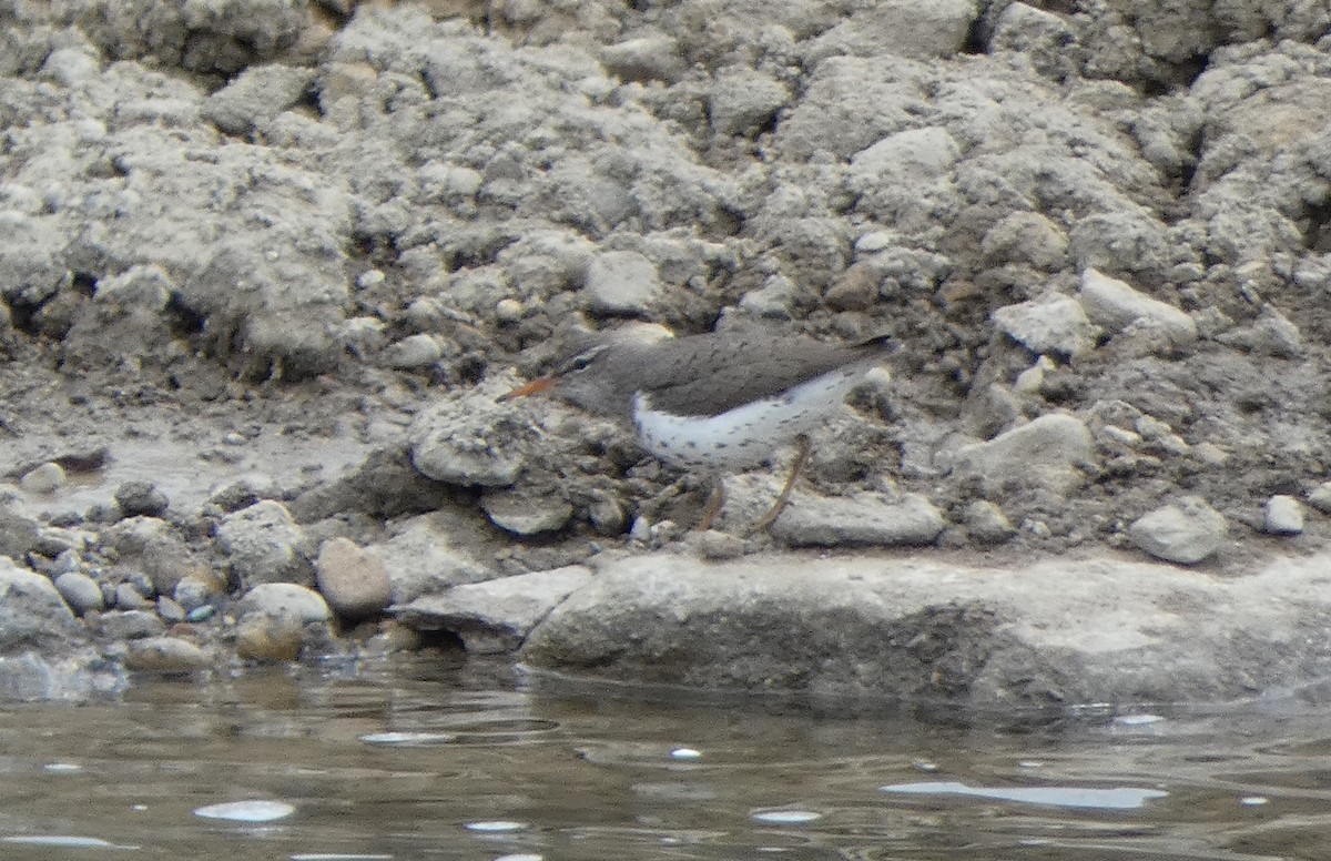 Spotted Sandpiper - ML95975301