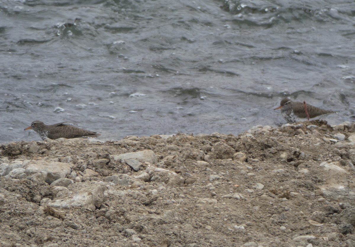 Spotted Sandpiper - ML95975311