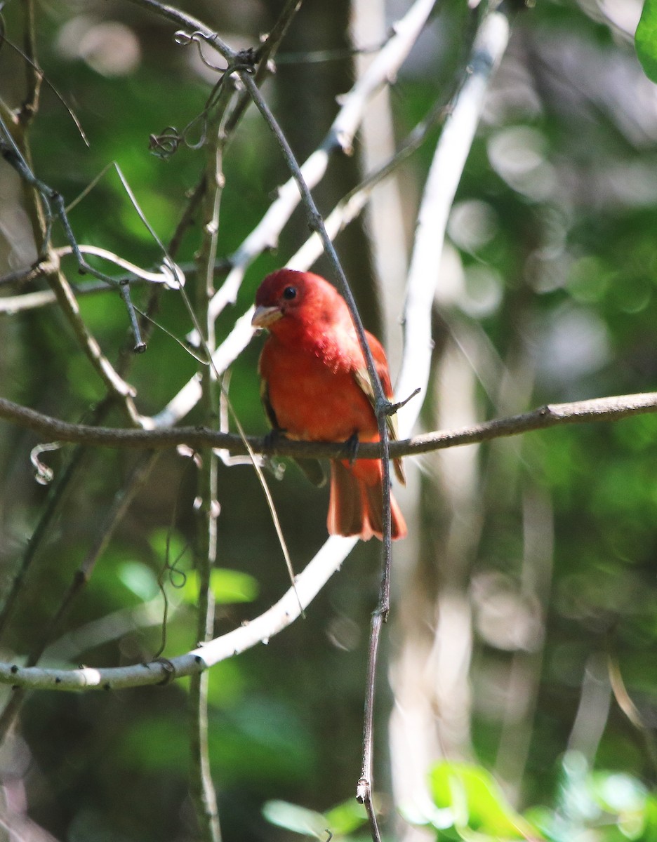 Summer Tanager - ML95975361