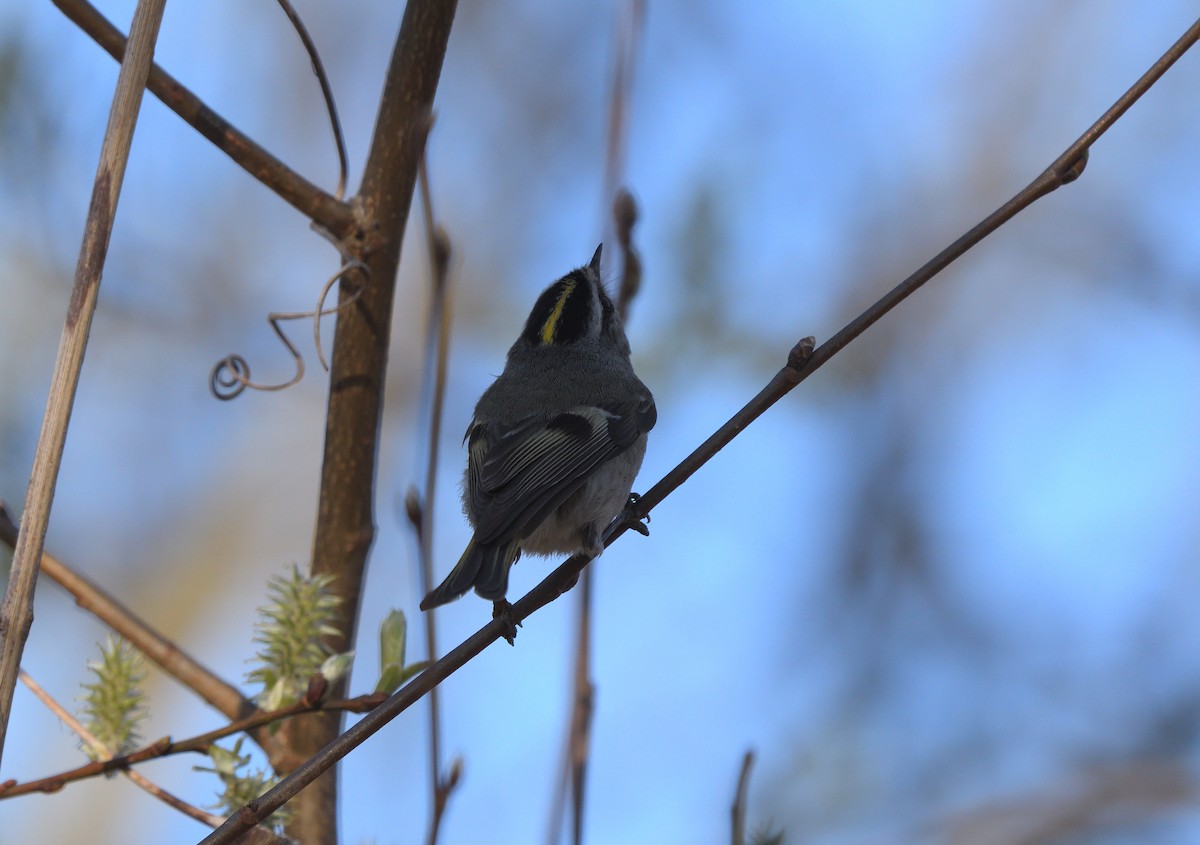 Golden-crowned Kinglet - ML95975881