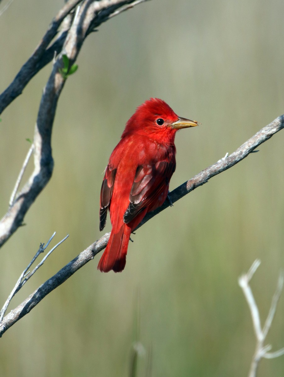 Summer Tanager - ML95976421