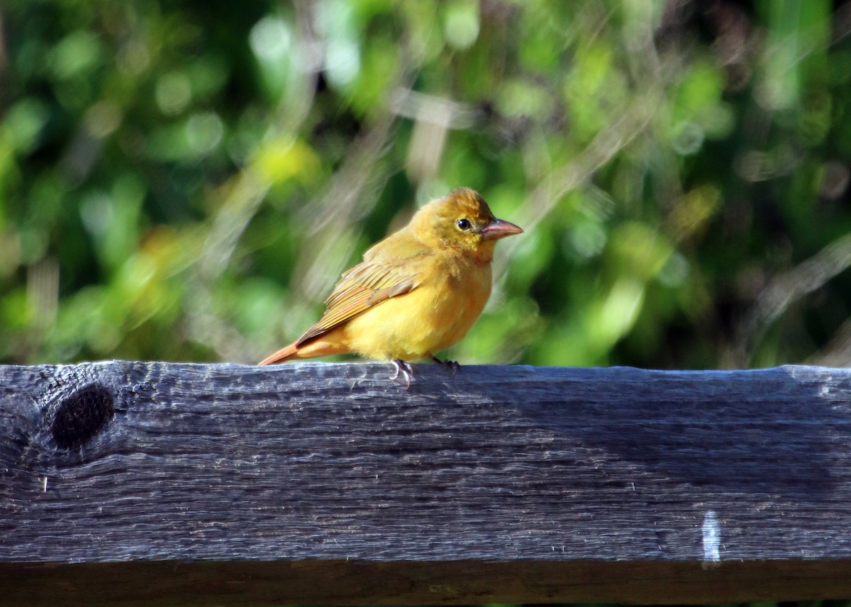 Summer Tanager - ML95976451