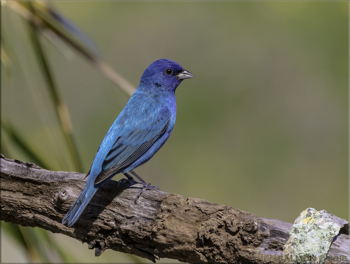 Indigo Bunting - ML95976541