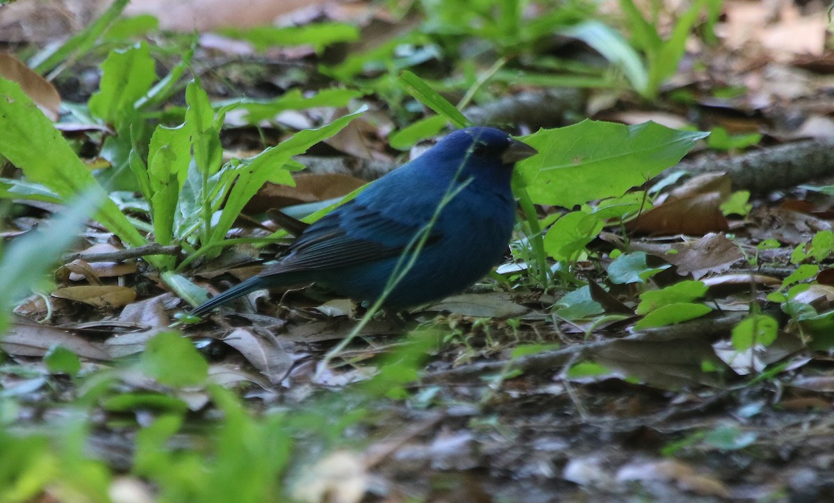 Indigo Bunting - ML95976671